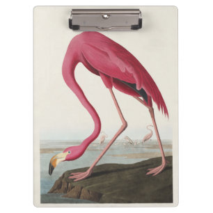 Vintage Audubon American Flamingo Pink Bird Art Clipboard