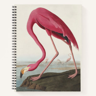Vintage Audubon American Flamingo Pink Bird Art Notebook