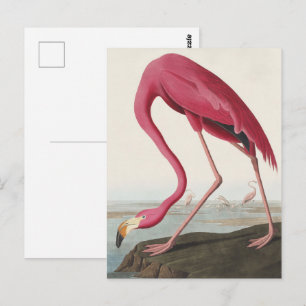 Vintage Audubon American Flamingo Pink Bird Art Postcard