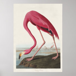 Vintage Audubon American Flamingo Pink Bird Art Poster