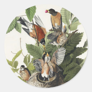 Vintage Audubon American Robin Bird Nest Art Classic Round Sticker