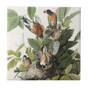 Vintage Audubon American Robin Bird Nest Art Tile