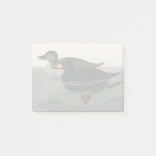 Vintage Audubon American Scoter Duck Bird Art Post-it Notes