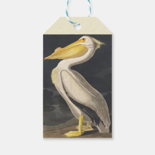 Vintage Audubon American White Pelican Bird Art Gift Tags