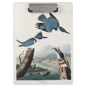 Vintage Audubon Belted Kingfisher Bird Art Clipboard