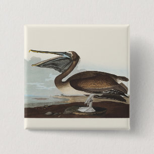 Vintage Audubon Brown Pelican Coastal Bird Art 15 Cm Square Badge