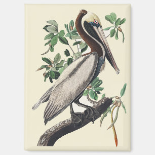 Vintage Audubon Brown Pelican Coastal Bird Art Magnet