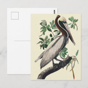 Vintage Audubon Brown Pelican Coastal Bird Art Postcard