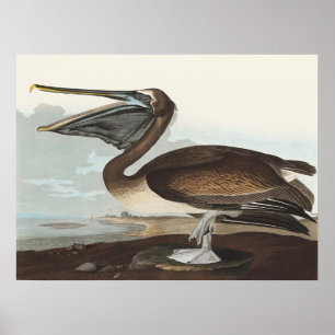 Vintage Audubon Brown Pelican Coastal Bird Art Poster