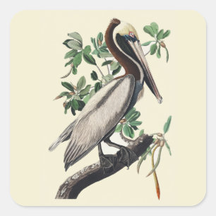 Vintage Audubon Brown Pelican Coastal Bird Art Square Sticker