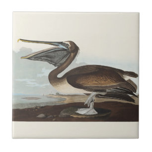 Vintage Audubon Brown Pelican Coastal Bird Art Tile