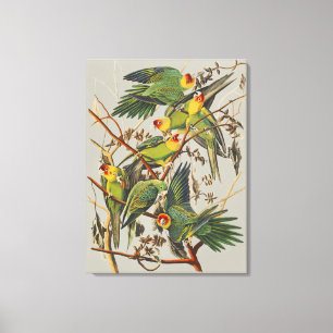 Vintage Audubon Carolina Parakeet Bird Art Canvas Print