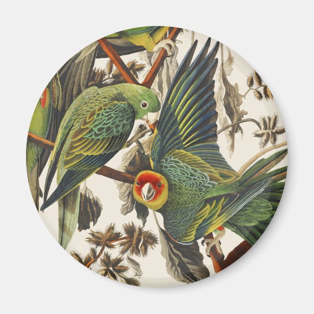 Vintage Audubon Carolina Parakeet Bird Art Magnet (Front)