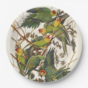 Vintage Audubon Carolina Parakeet Bird Art Paper Plate