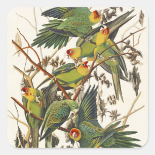 Vintage Audubon Carolina Parakeet Bird Art Square Sticker