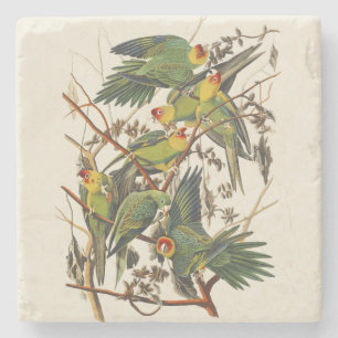 Vintage Audubon Carolina Parakeet Bird Art Stone Coaster