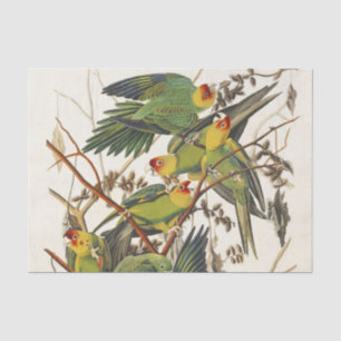 Vintage Audubon Carolina Parakeet Bird Art Tissue Paper