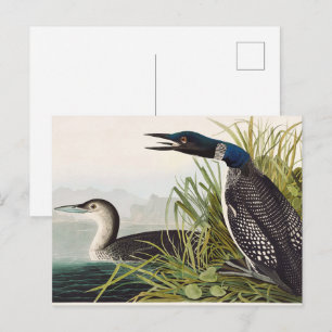 Vintage Audubon Common Loon Bird Nature Art Postcard
