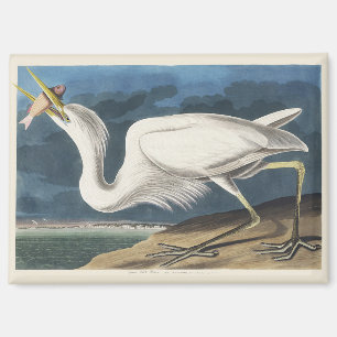 Vintage Audubon Great White Heron Bird Art Magnet