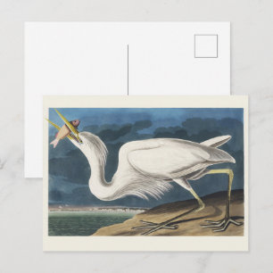 Vintage Audubon Great White Heron Bird Art Postcard