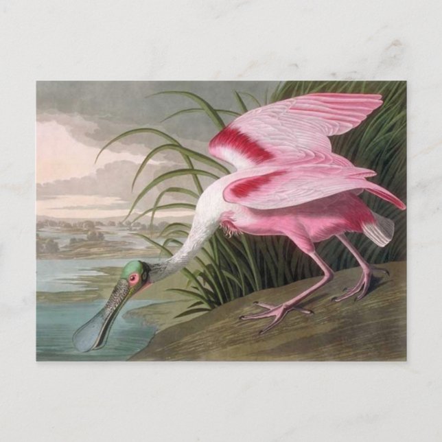 Vintage Audubon Illustration Spoonbill Bird Postcard (Front)
