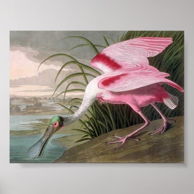 Vintage Audubon Illustration Spoonbill Bird Poster (Front)