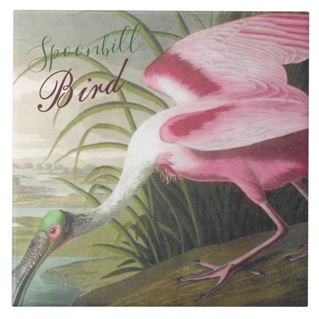 Vintage Audubon Illustration Spoonbill Bird Tile (Front)