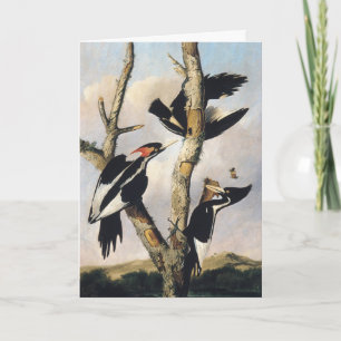 Vintage Audubon Ivory Billed Woodpecker Art Holiday Card