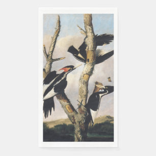 Vintage Audubon Ivory Billed Woodpecker Art Napkin