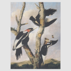 Vintage Audubon Ivory Billed Woodpecker Art Tissue Paper
