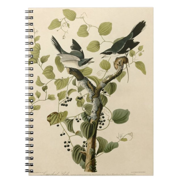 Vintage Audubon Loggerhead Shrike Painting Gift Notebook (Front)