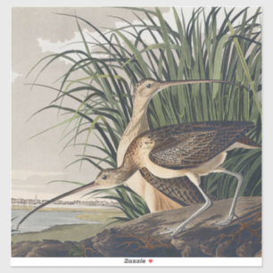 Vintage Audubon Long-billed Curlew Bird Art