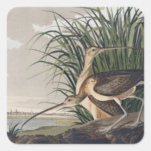 Vintage Audubon Long-billed Curlew Bird Art Square Sticker