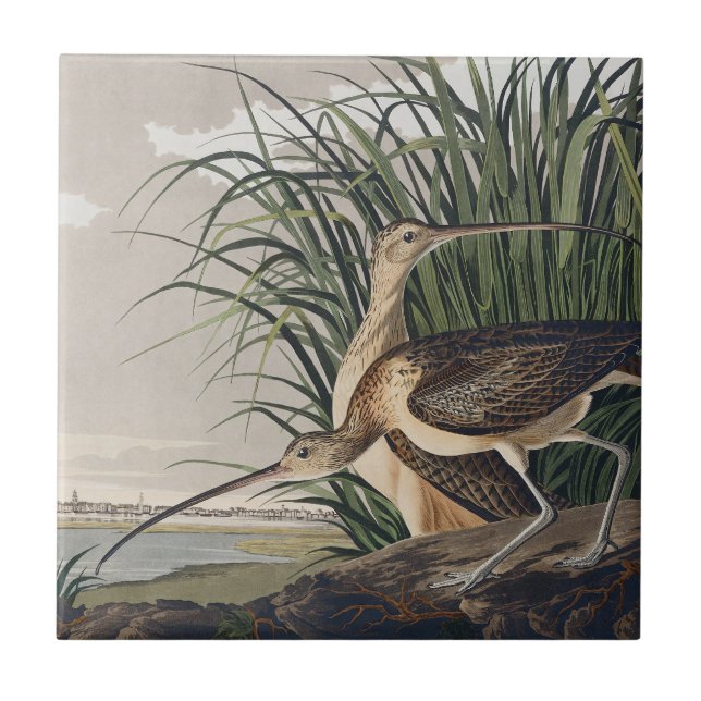 Vintage Audubon Long-billed Curlew Bird Art Tile (Front)