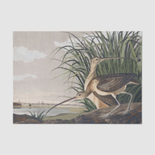 Vintage Audubon Long-billed Curlew Bird Art Tissue Paper