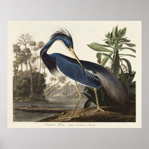Vintage Audubon Louisiana Heron Bird Art Poster