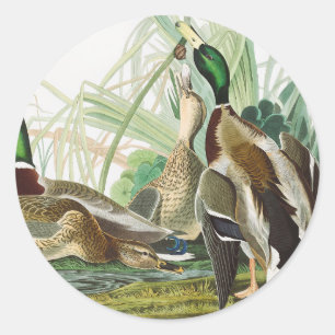 Vintage Audubon Mallard Duck Wildlife Art Classic Round Sticker