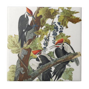Vintage Audubon Pileated Woodpecker Bird Art Tile