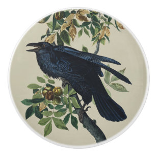 Vintage Audubon Raven Bird Nature Art Ceramic Knob