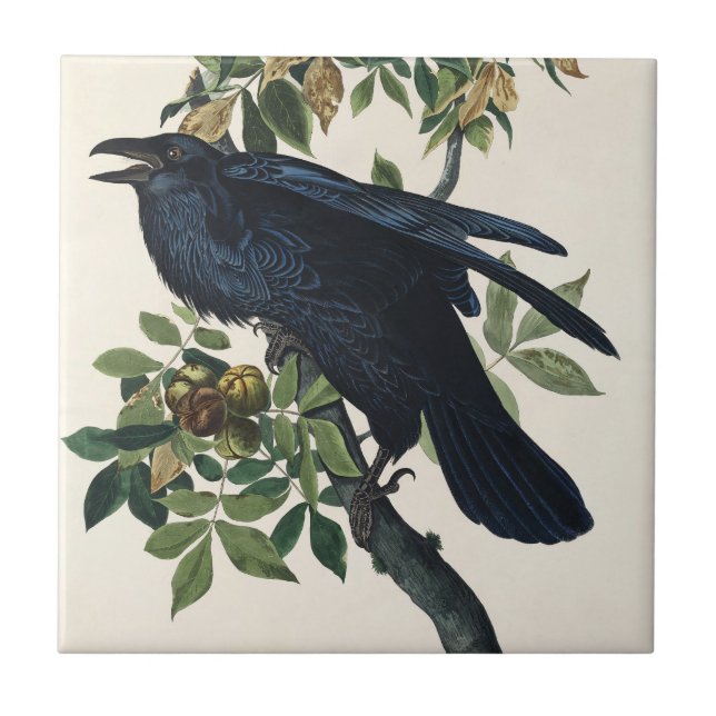 Vintage Audubon Raven Bird Nature Art Tile (Front)