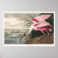 Vintage Audubon Roseate Spoonbill Bird Art