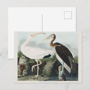 Vintage Audubon White Ibis Bird Nature Art Postcard