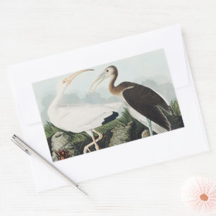 Vintage Audubon White Ibis Bird Nature Art Rectangular Sticker