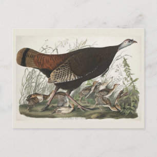 Vintage Audubon Wild Turkey Hen & Young Art Postcard