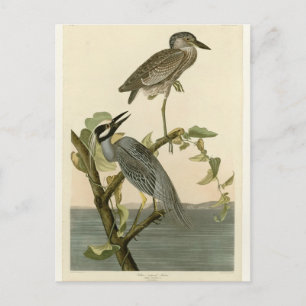 Vintage Audubon's Yellow crowned night heron paint Postcard