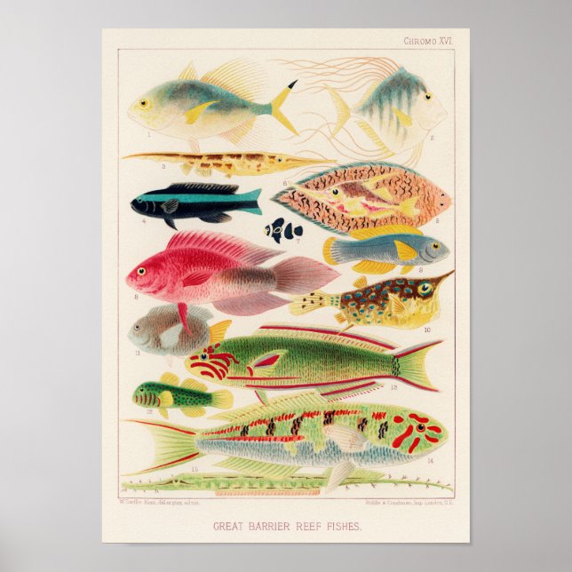 Vintage Australia Great Barrier Reef Fishes 6 Poster (Front)