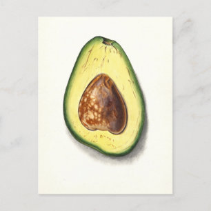 Vintage Avocado Botanical Illustration Postcard