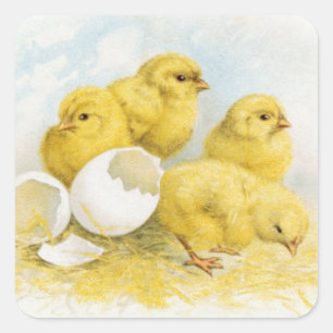 Vintage Baby Chickens Square Sticker