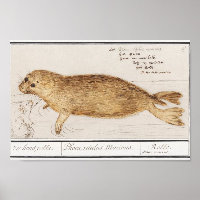Vintage Baby Seal Illustration Poster (Front)