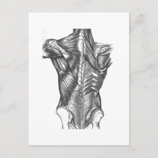 Vintage Back Anatomy Postcard